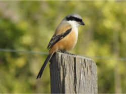 Long-tailed Shrike